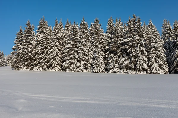 Télen erdő — Stock Fotó