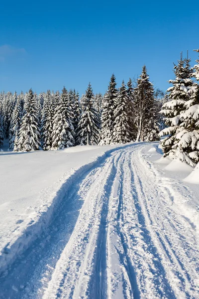 Las w okresie zimowym — Zdjęcie stockowe