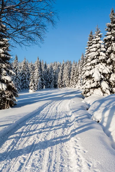 Las w okresie zimowym — Zdjęcie stockowe
