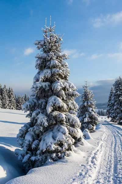 Floresta no tempo de inverno — Fotografia de Stock