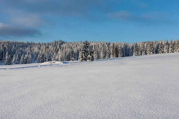 Skog på vintern — Stockfoto