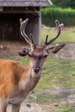 Genç geyik çiftliği