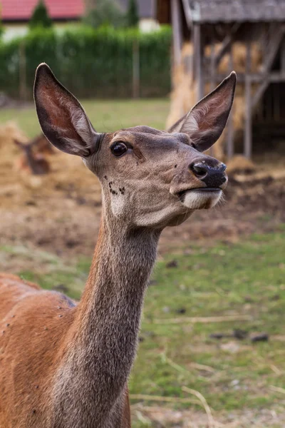 Mladý jelen ve farmě — Stock fotografie