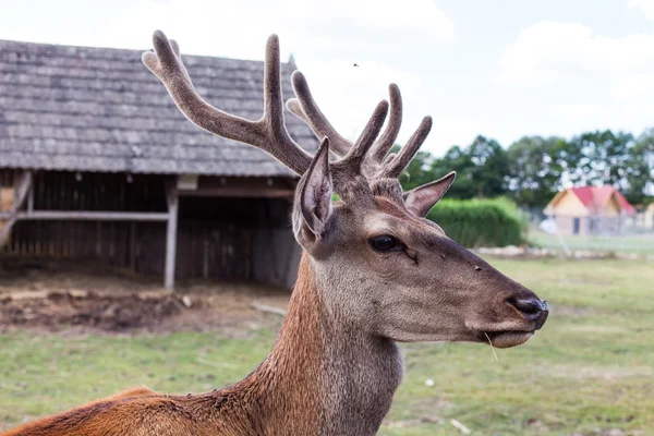 Mladý jelen ve farmě — Stock fotografie