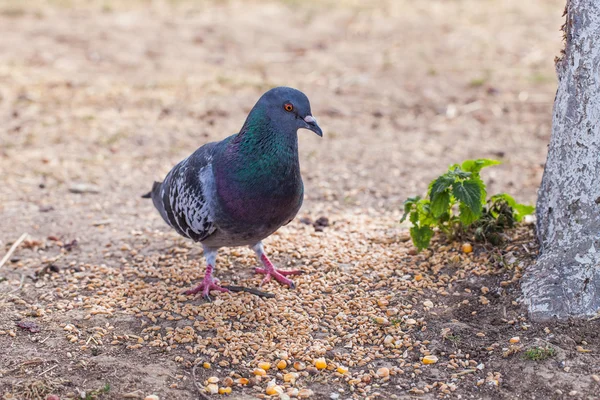 Pombo no jardim — Fotografia de Stock