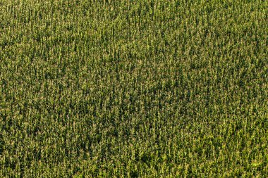 hasat Mısır alanının havadan görünümü
