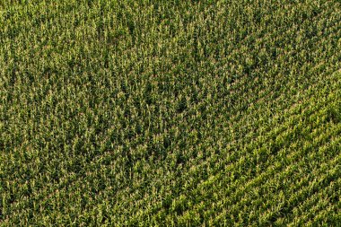 hasat Mısır alanının havadan görünümü