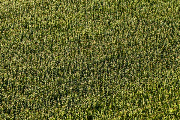 Vista aérea del campo de maíz de cosecha —  Fotos de Stock