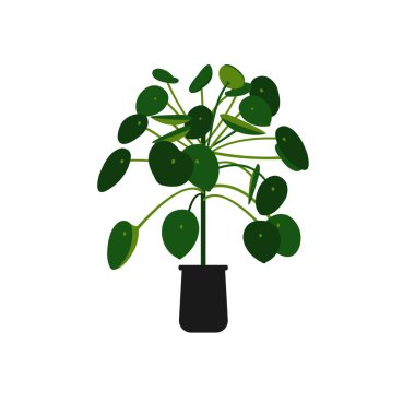 Pilea. Tencerede iç mekan bitkileri. Vektör çizimi. Modern İskandinav tarzında iç dekorasyon..