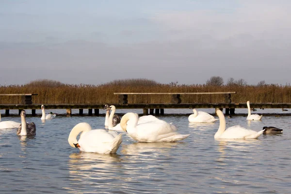 Kristal berrak derin gölde yüzen Güzel Dilsiz Kuğu (Cygnus rengi)