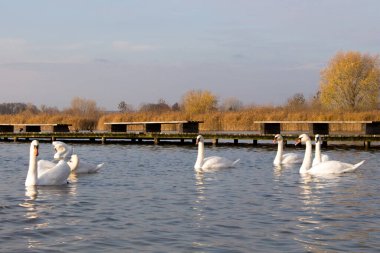 Kristal berrak derin gölde yüzen Güzel Dilsiz Kuğu (Cygnus rengi)