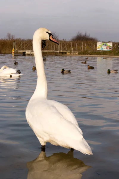 Kristal berrak derin gölde yüzen Güzel Dilsiz Kuğu (Cygnus rengi)