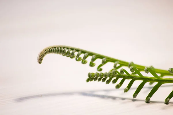 Tropik sago palmiye yaprağı. Japon sago palmiyesinin kıvırcık tomurcukları. 