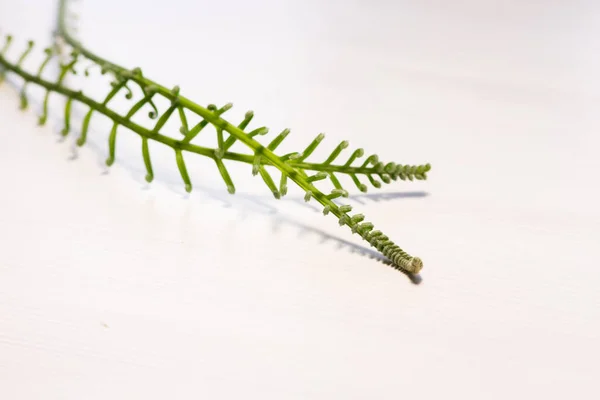 Tropik sago palmiye yaprağı. Japon sago palmiyesinin kıvırcık tomurcukları. 