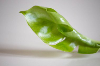 Beyaz arka planda yeşil tropikal canavar leziz yaprağı. Canavar bitki yaprağı, tropikal her zaman yeşil.