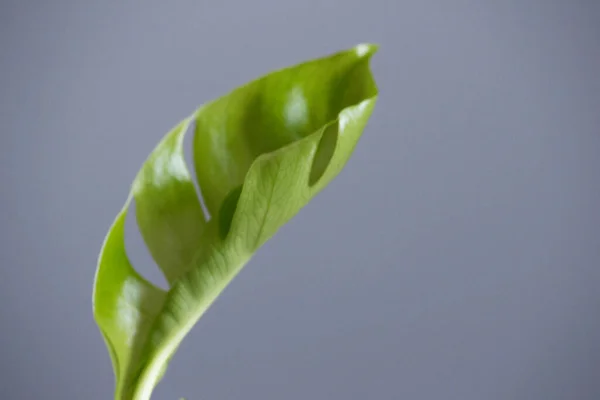 Hoja Verde Monstera Deliciosa Tropical Sobre Fondo Blanco Hoja Planta —  Fotos de Stock