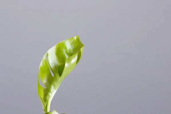 Folha Deliciosa Monstera Tropical Verde Sobre Fundo Branco Folha Planta — Fotografia de Stock