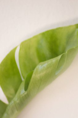 Beyaz arka planda yeşil tropikal canavar leziz yaprağı. Canavar bitki yaprağı, tropikal her zaman yeşil.