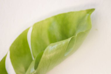 Beyaz arka planda yeşil tropikal canavar leziz yaprağı. Canavar bitki yaprağı, tropikal her zaman yeşil.