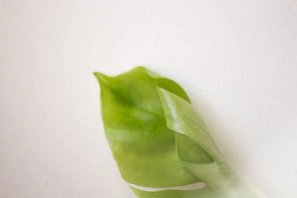 Beyaz arka planda yeşil tropikal canavar leziz yaprağı. Canavar bitki yaprağı, tropikal her zaman yeşil.