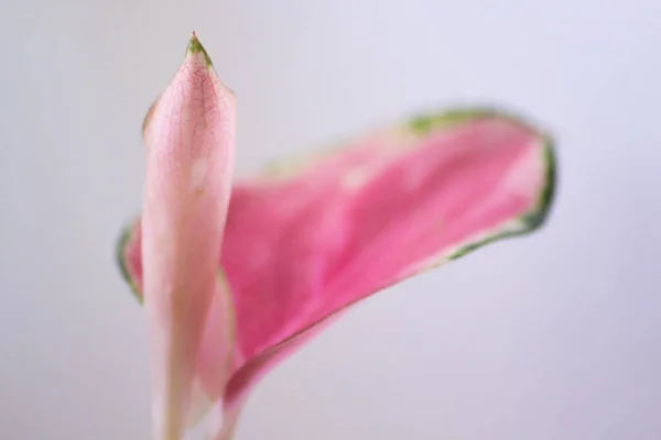 Aglaonema porselen, kırmızı yapraklar, kırmızı-yeşil türler beyaz arka planda. Kırmızı aglaonema, parlak pembe damarlı yeşil yapraklar, egzotik tropikal yaprak..