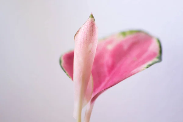 Aglaonema porselen, kırmızı yapraklar, kırmızı-yeşil türler beyaz arka planda. Kırmızı aglaonema, parlak pembe damarlı yeşil yapraklar, egzotik tropikal yaprak..
