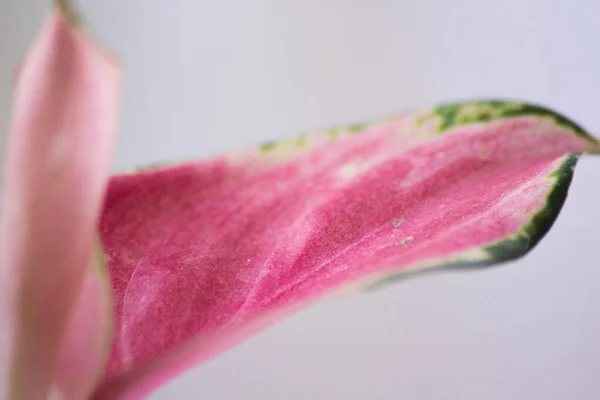 Aglaonema porselen, kırmızı yapraklar, kırmızı-yeşil türler beyaz arka planda. Kırmızı aglaonema, parlak pembe damarlı yeşil yapraklar, egzotik tropikal yaprak..