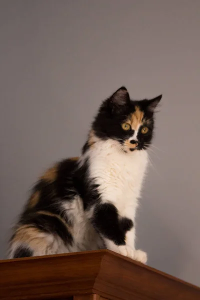 Söt Katt Sköldpadda Och Vit Katt Kvinnlig Lapjeskat Calico Katt — Stockfoto