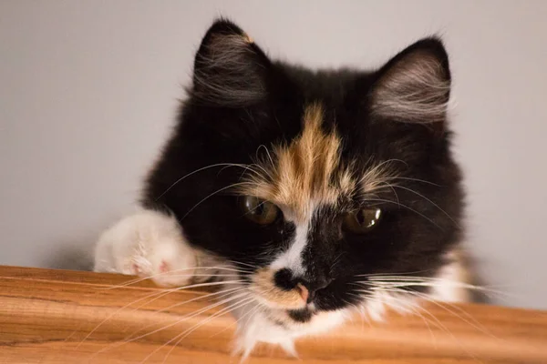 Tatlı Kedi Kaplumbağa Kabuğu Beyaz Kedi Dişi Lapjeskat Calico Kedisi — Stok fotoğraf