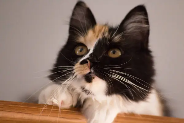 귀여운 고양이 고양이 스캣입니다 고양이 — 스톡 사진