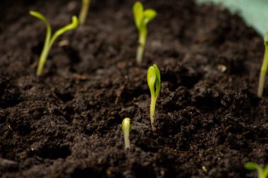 Sebze tohumu. Bereketli topraklarda yeni fideler. Toprakta yetişen yeşil filizler. 