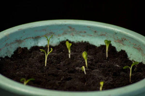 Mudas Legumes Mudas Jovens Solo Fértil Crescimento Verde Solo — Fotografia de Stock