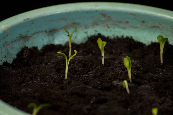 Mudas Legumes Mudas Jovens Solo Fértil Crescimento Verde Solo — Fotografia de Stock