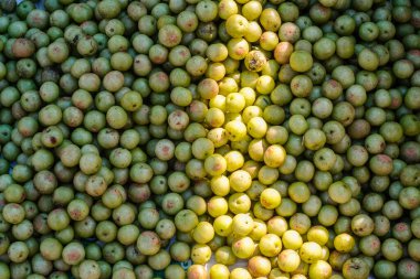 Indian gooseberry (Phyllanthus emblica), Malacca tree, or amla fruit. Emblic fruits for sale in the market.