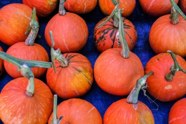 Taze pazarda satılmak üzere turuncu Japon Balkabağı Sergisi.