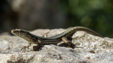 İtalya 'daki Garda Gölü' nde bir kertenkeleye yaklaş.