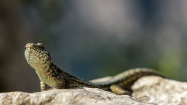 İtalya 'daki Garda Gölü' nde bir kertenkeleye yaklaş.