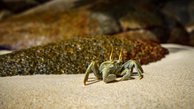 Seyşeller 'in kumundaki vahşi boynuzlu yengecin yakın plan portresi.
