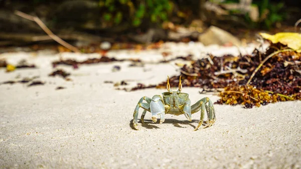 Close Retrato Selvagem Horned Ghost Crab Areia Das Seicheles — Fotografia de Stock