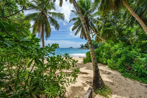 Plage Paradis Tropical Avec Palmiers Sable Blanc Eau Turquoise Travers — Photo