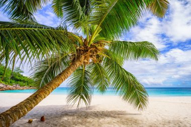 Tropik sahilde palmiye ağacı, beyaz kum ve turkuaz su, Anse Geogette 'de cennet, Seyşel Adaları