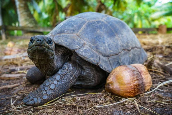 Primer Plano Una Tortuga Gigante Las Seychelles — Foto de Stock