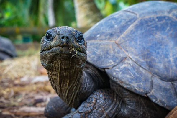 Primer Plano Una Tortuga Gigante Las Seychelles — Foto de Stock
