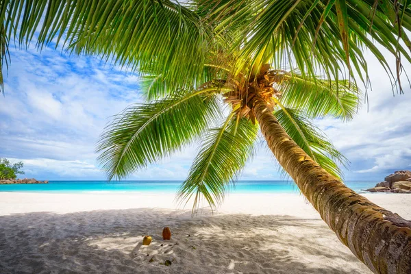 Palm tree and white sand and turquoise water at tropical beach,paradise at anse geogette, seychelles