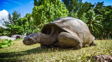 Seyşeller 'de dev bir kaplumbağaya yaklaş.