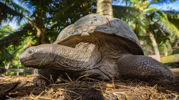 Close up of a giant tortoise on the seychelles