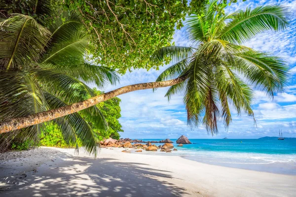 Palm Tree White Sand Turquoise Water Tropical Beach Paradise Anse — Stock Photo, Image