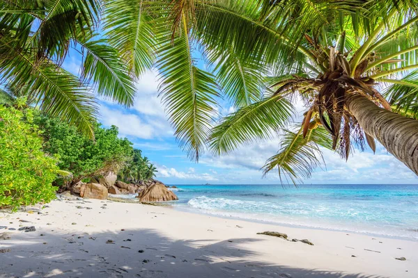 야자나무를 낙원같은 해변에 바라보고 있습니다 — 스톡 사진