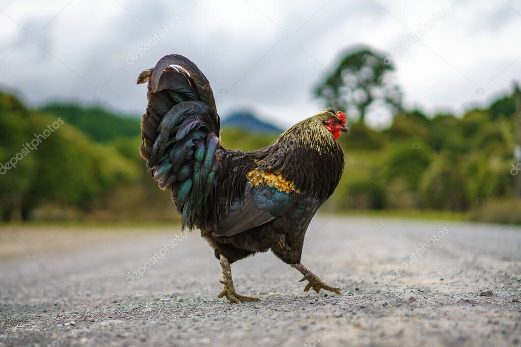 a rooster on the road in new zealand, coromandel