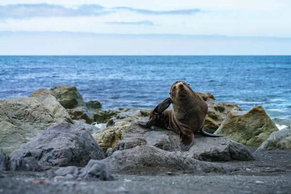 stock image fur seals at the coast of cape palliser in new zealand